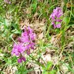 Polygala comosaFlower