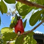 Anacardium occidentaleFruit