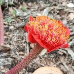 Haemanthus coccineus Virág