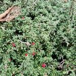 Cotoneaster microphyllus অভ্যাস