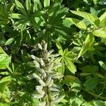 Lupinus nootkatensis List