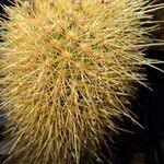 Pilosocereus chrysostele Hoja