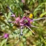 Notobasis syriaca Flower