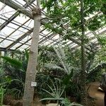 Adansonia za Rinde