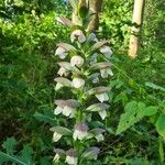 Acanthus spinosus Flower