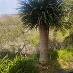 Dracaena dracoFlower