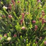 Erica spiculifolia Blodyn