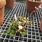 Plectranthus oertendahlii 整株植物