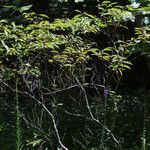 Cornus foemina Staniste