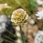 Lomelosia graminifolia Vaisius