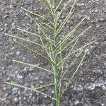 Paspalum paniculatum Flower