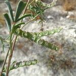 Hippocrepis ciliata Fruit