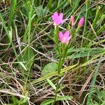 Centaurium littorale Flower