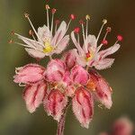Eriogonum angulosum Flower