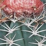 Melocactus matanzanus Blatt