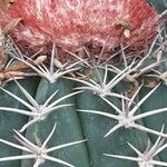 Melocactus matanzanus 葉