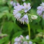Hydrophyllum virginianum Flor