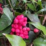 Syzygium pancheri Vrucht