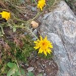 Crepis conyzifolia Flor