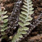 Cosentinia vellea Mosusu