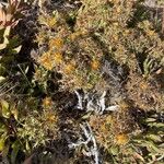 Carthamus arborescens Flor