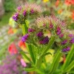 Limonium sinuatumFlor