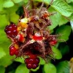 Rubus phoenicolasius Fruit