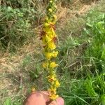 Verbascum nigrumΛουλούδι