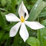 Eleutherine latifolia Flower