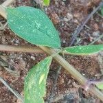 Centrosema virginianum Blatt