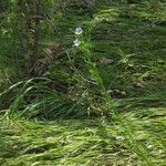 Linum pratense Агульны выгляд