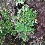 Rhododendron emarginatum Yeri