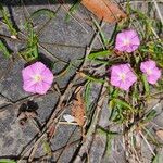 Convolvulus erubescensFlower