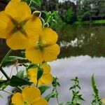 Ludwigia peruviana Hoja