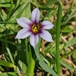 Sisyrinchium rosulatum Flower