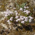 Iberis procumbens Elinympäristö