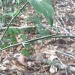 Smilax rotundifolia Bark