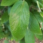 Viburnum rhytidophyllumLeaf