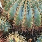 Ferocactus glaucescens Foglia