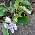 Viola sororia Blüte