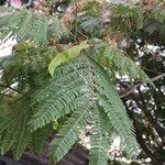 Albizia julibrissin Lehti