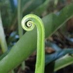 Microsorum punctatum Leaf