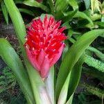 Billbergia pyramidalis ᱵᱟᱦᱟ