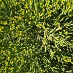 Euphorbia aphylla Hoja