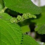 Laportea aestuans Leaf