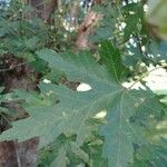 Acer saccharinum List
