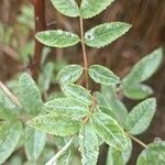 Sorbus scopulina Lehti