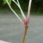 Geranium columbinum Kabuk