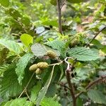 Alnus incana Fulla