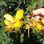 Senna macranthera Fleur